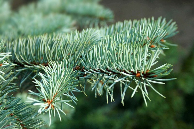 Picea Pungens Glauca (Molid argintiu)