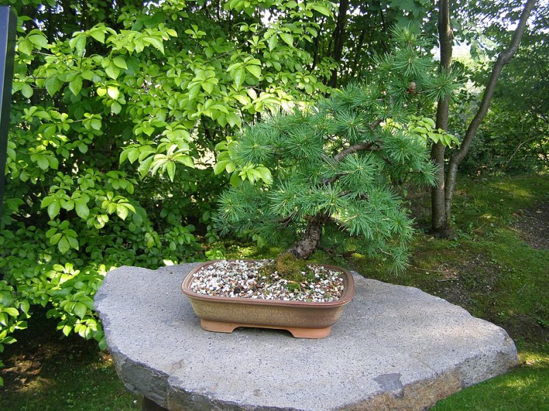 Larix decidua (Larice tip Bonsai)