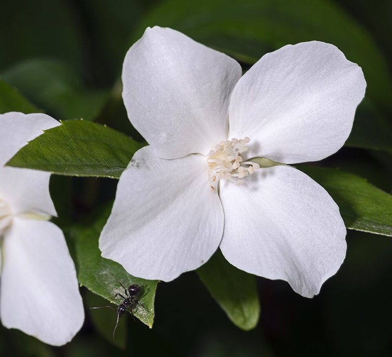 Philadelphus coronarius - Iasomie