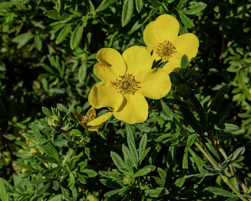 Potentilla fruticosa Longacre