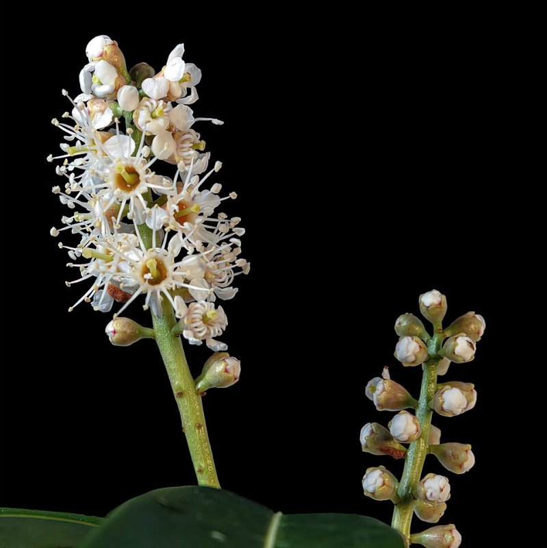 Prunus laurocerasus
