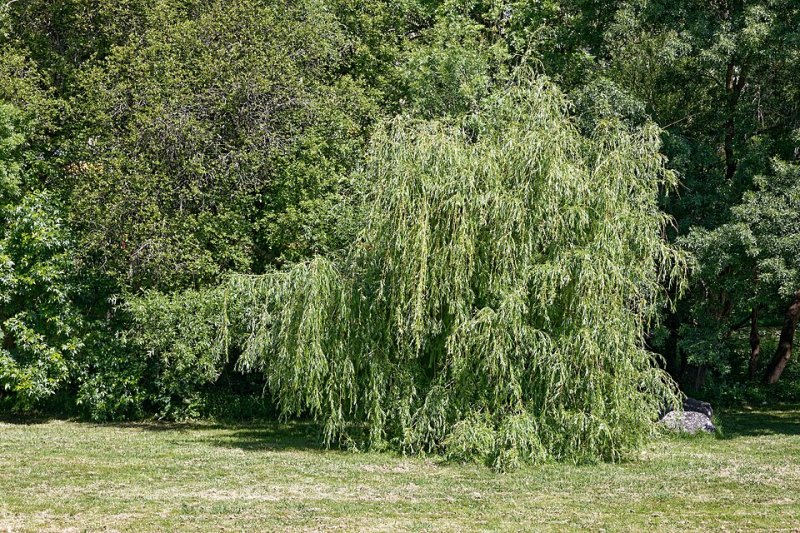 Salix babylonica (Salcie pletoasa)