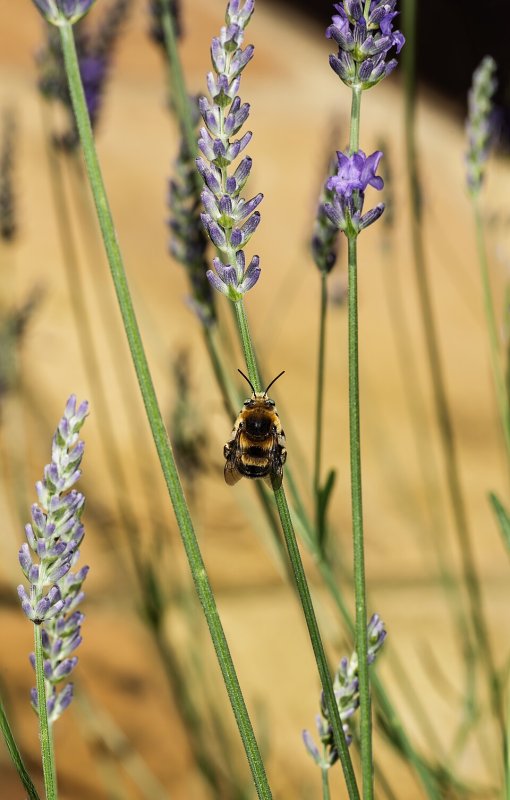 Lavanda