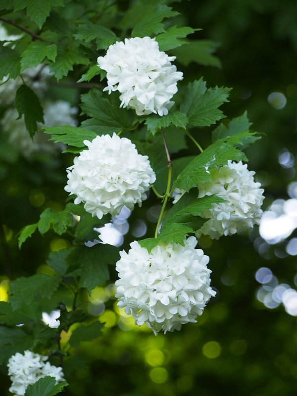 Viburnum opulus Roseum