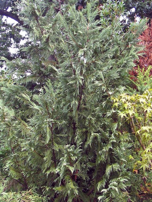 Leylandii