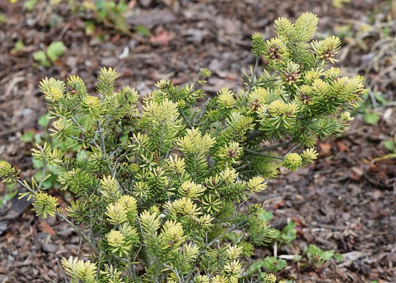 Abies koreana