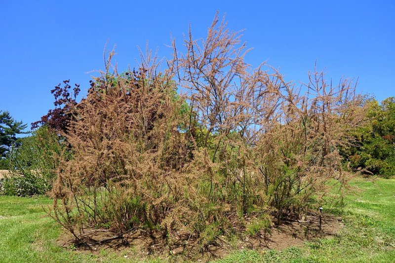 Tamarix parviflora