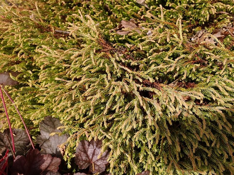 Thuja occidentalis Golden Tuffet