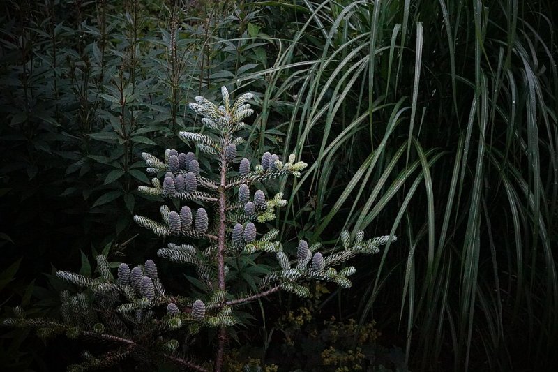 Abies koreana Silberlocke