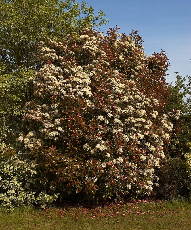 Photinia fraseri pe trunchi