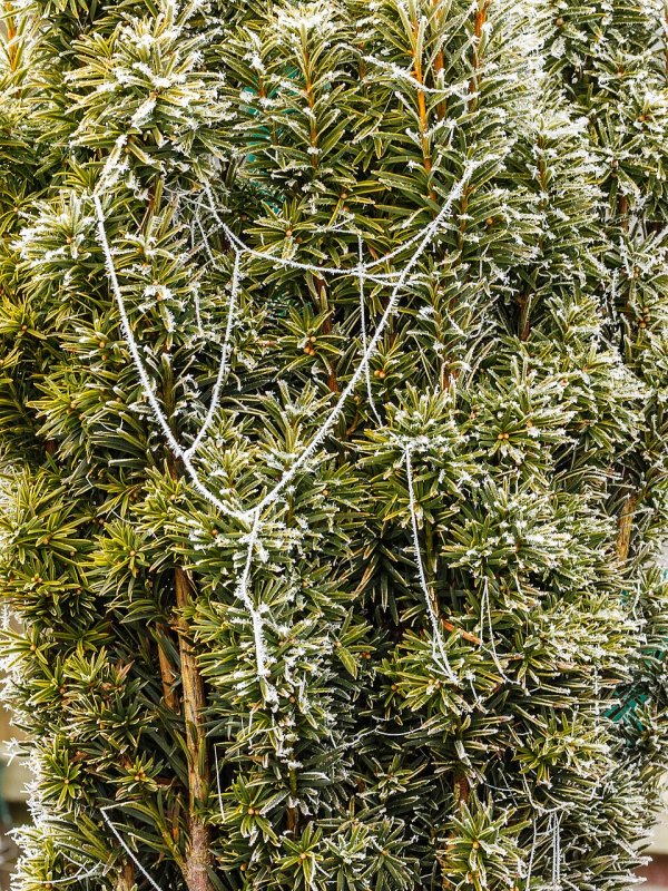 Taxus baccata Fastigiata