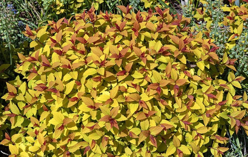 Spiraea japonica Fire flight