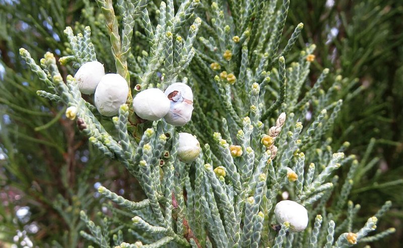 Juniperus scopulorum Blue Arrow