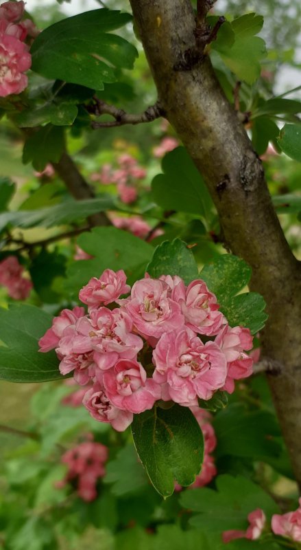Crataegus laevigata Paul's Scarlet