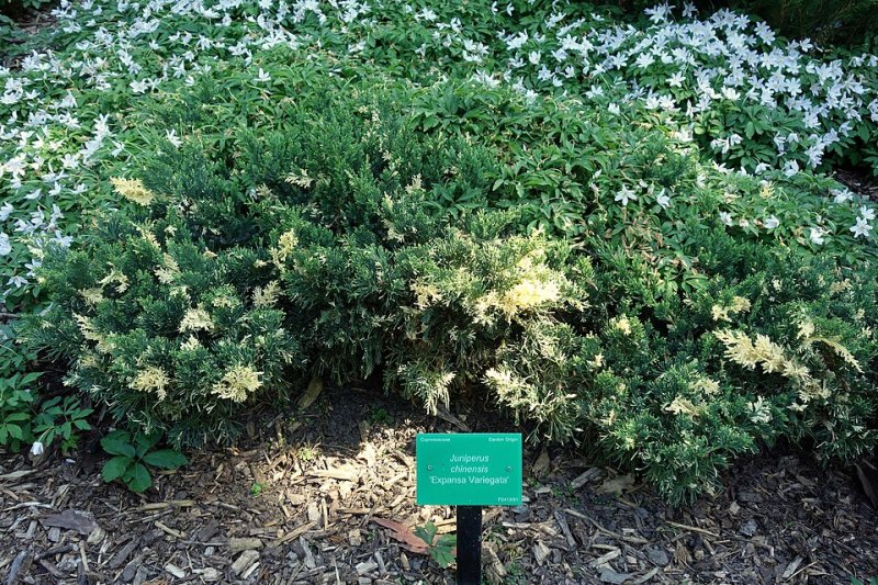 Juniperus chinensis Expansa Variegata