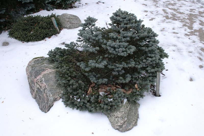 Picea pungens Glauca Globosa