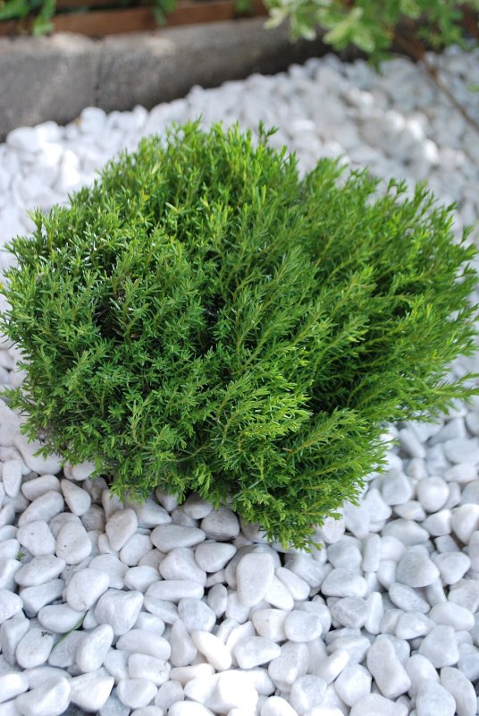 Thuja occidentalis Teddy