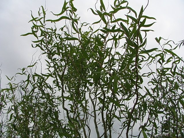 Salix babylonica Tortuosa (Salcie pletoasa)