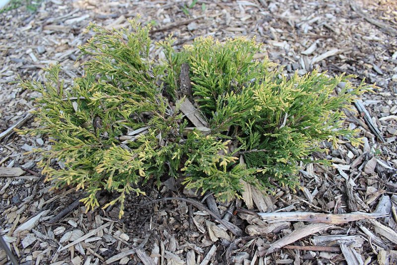 Juniperus horizontalis Lime Glow