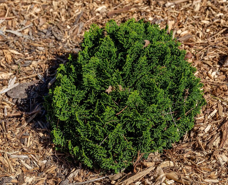 Chamaecyparis obtusa Drath