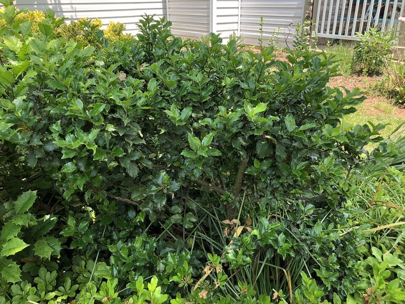 Ilex meserveae Blue Princess