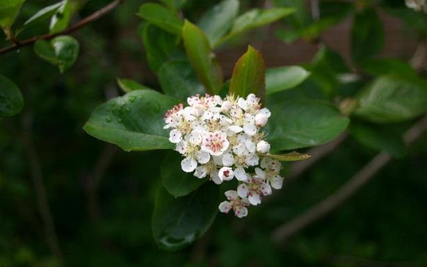 Aronia – Arbust fructifer cu fructe bogate in antioxidanti