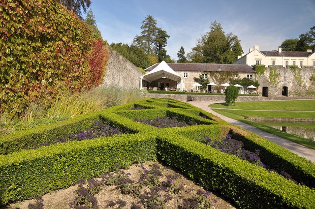 Buxus sempervirens - Cimisir, Merisor