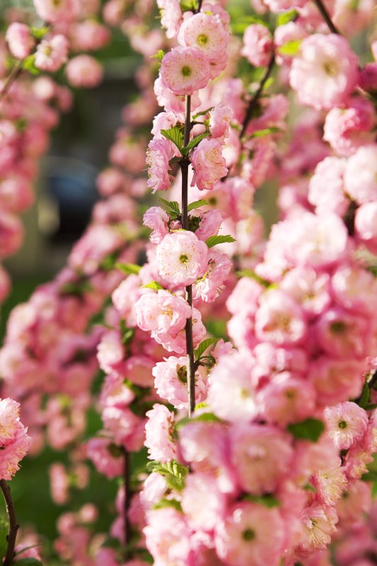 Prunus triloba