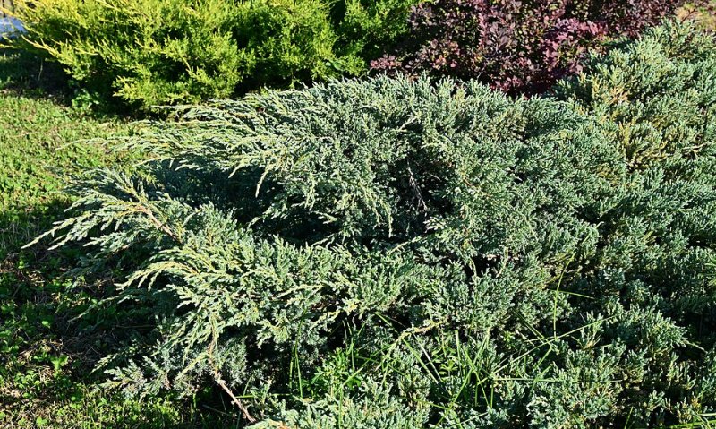 Juniperus squamata Blue Carpet