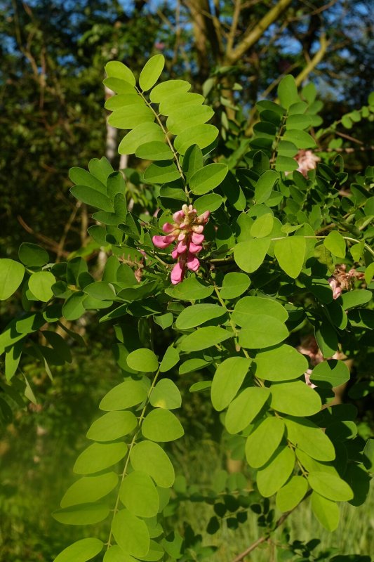 Robinia pseudoacacia Margaretta Casque Rouge (Salcam rosu)