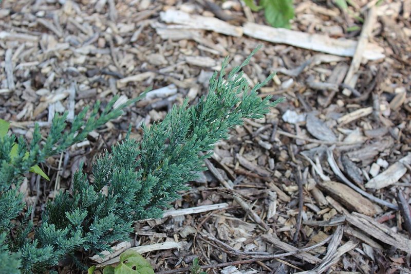 Juniperus horizontalis Wiltonii
