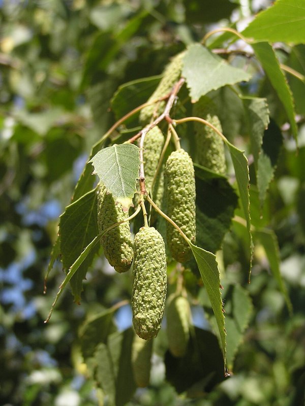 Betula pendula