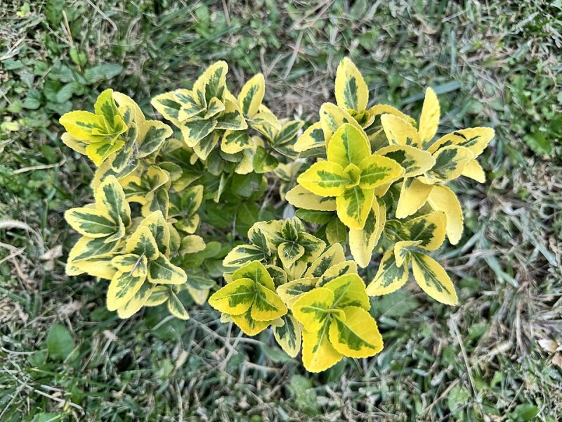 Euonymus tufa