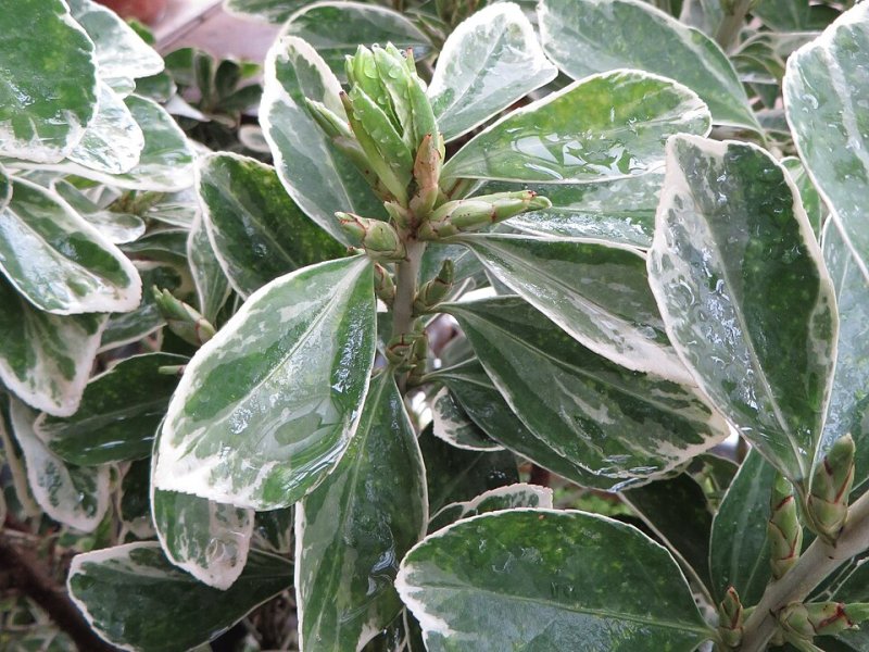 Euonymus japonicus Albomarginatus