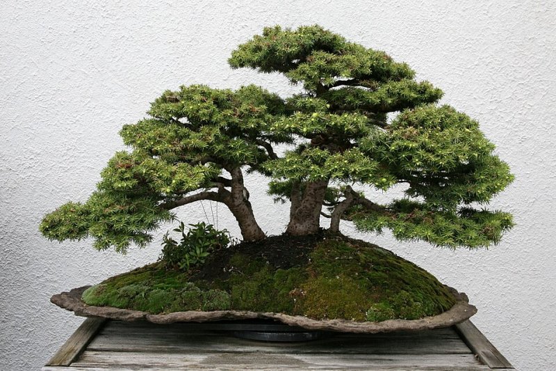 Picea abies Nidiformis