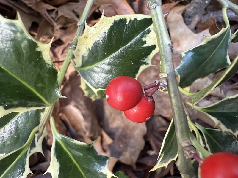 Ilex aquifolium Silver Queen