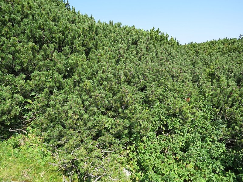 Pinus mugo Pumilio