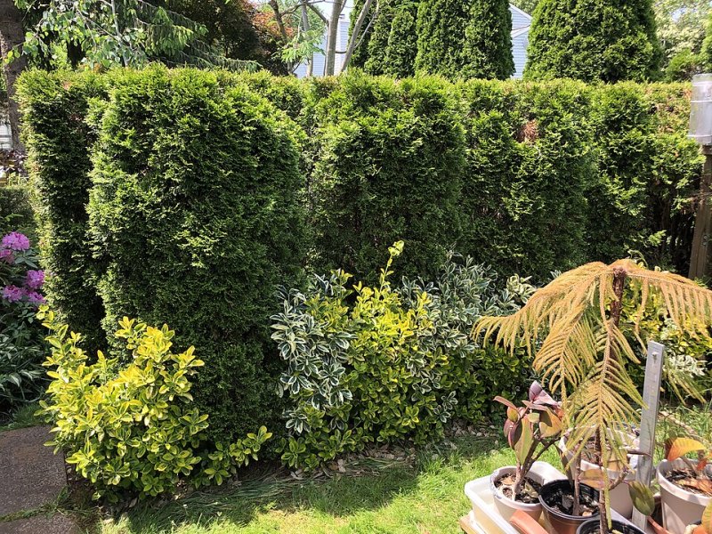 Thuja occidentalis Smaragd (mare)