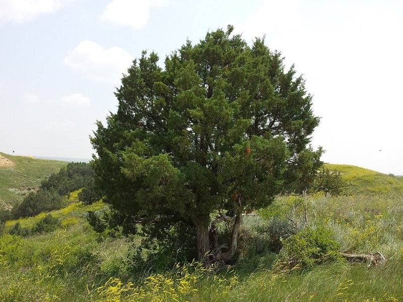 Juniperus Icee Blue