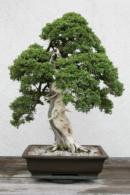 Juniperus procumbens Nana