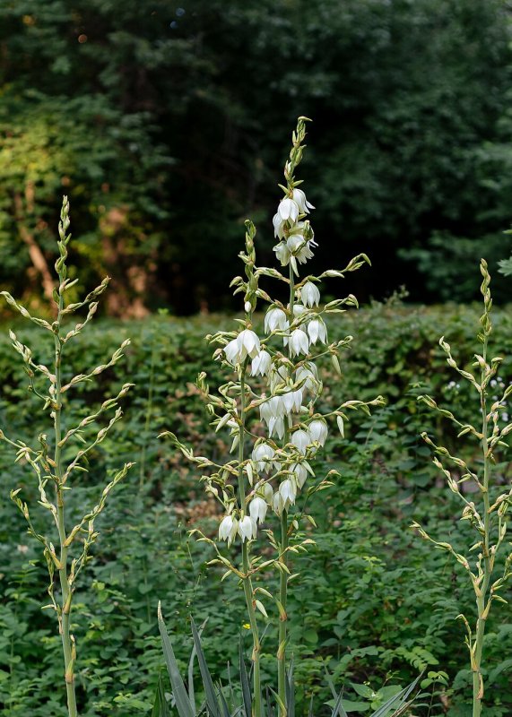 Yucca de gradina - Yucca filamentosa