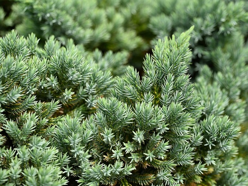 Juniperus squamata Blue Star