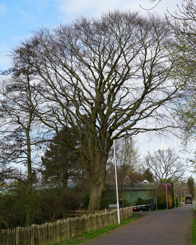 Fagus sylvatica Atropunicea