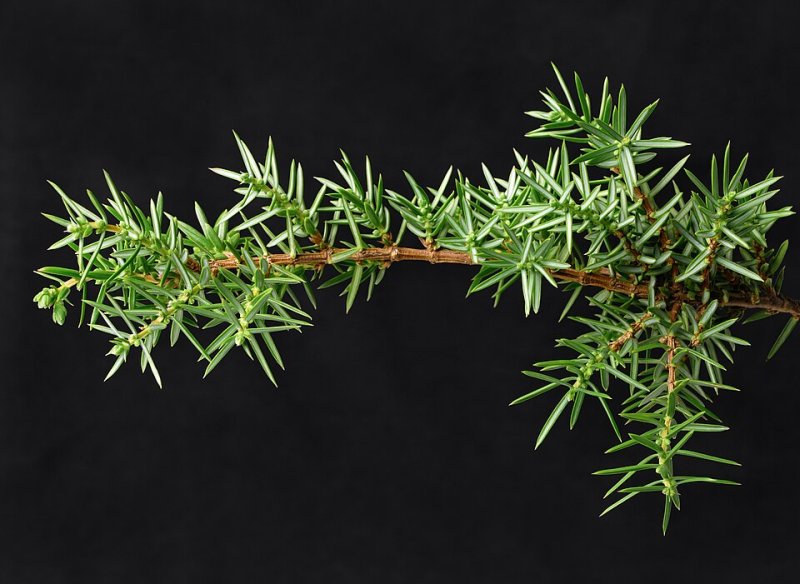 Juniperus communis Goldschatz