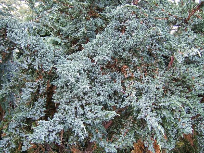 Juniperus squamata Dream Joy