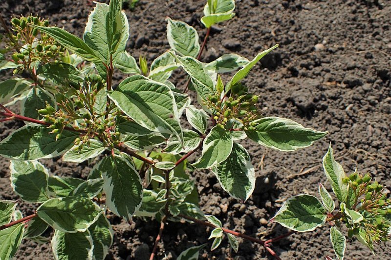Cornus alba sibirica variegata pe trunchi