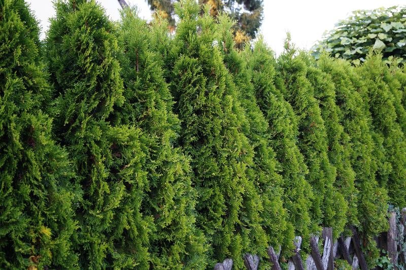 Thuja occidentalis Smaragd (mic)