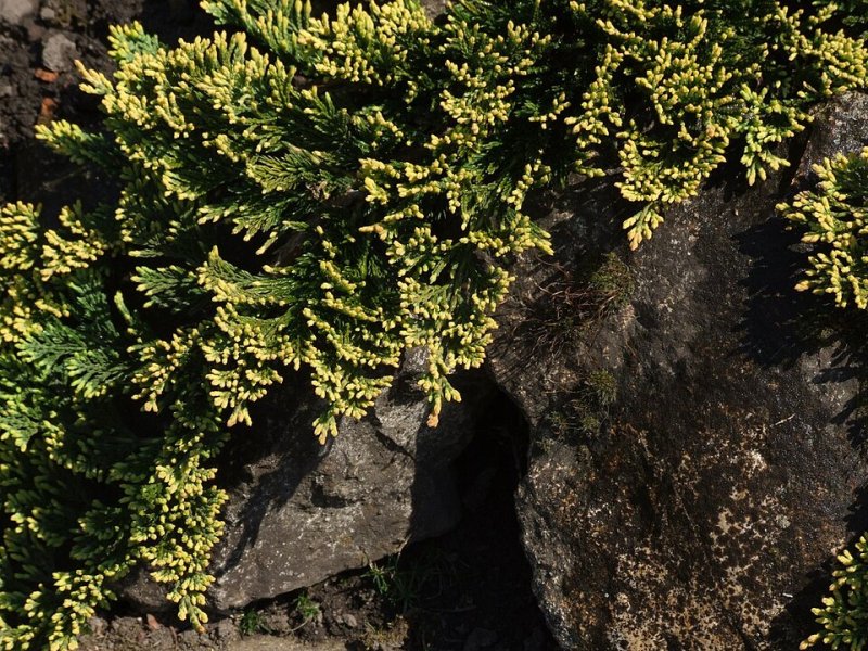 Juniperus horizontalis Golden Carpet