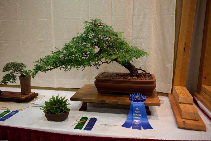 Tuia bonsai (mediu)