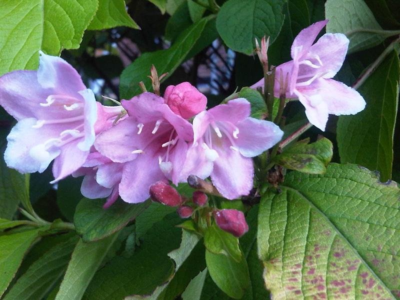 Weigela florida Minor Black